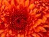bright, big, orange chrysanthemum